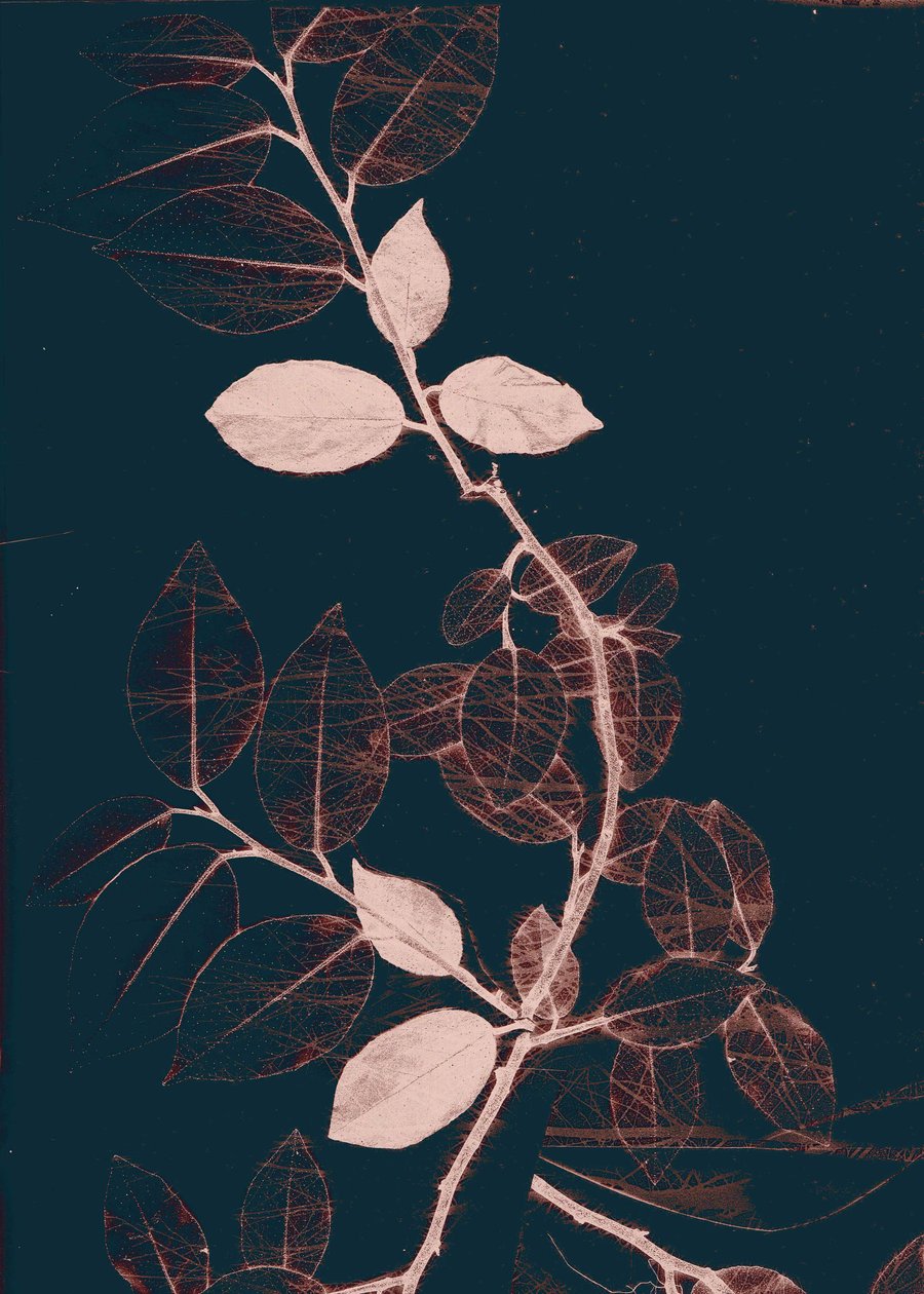 弗雷尔七世暗铜，2018（数字） 作者 史蒂芬·道