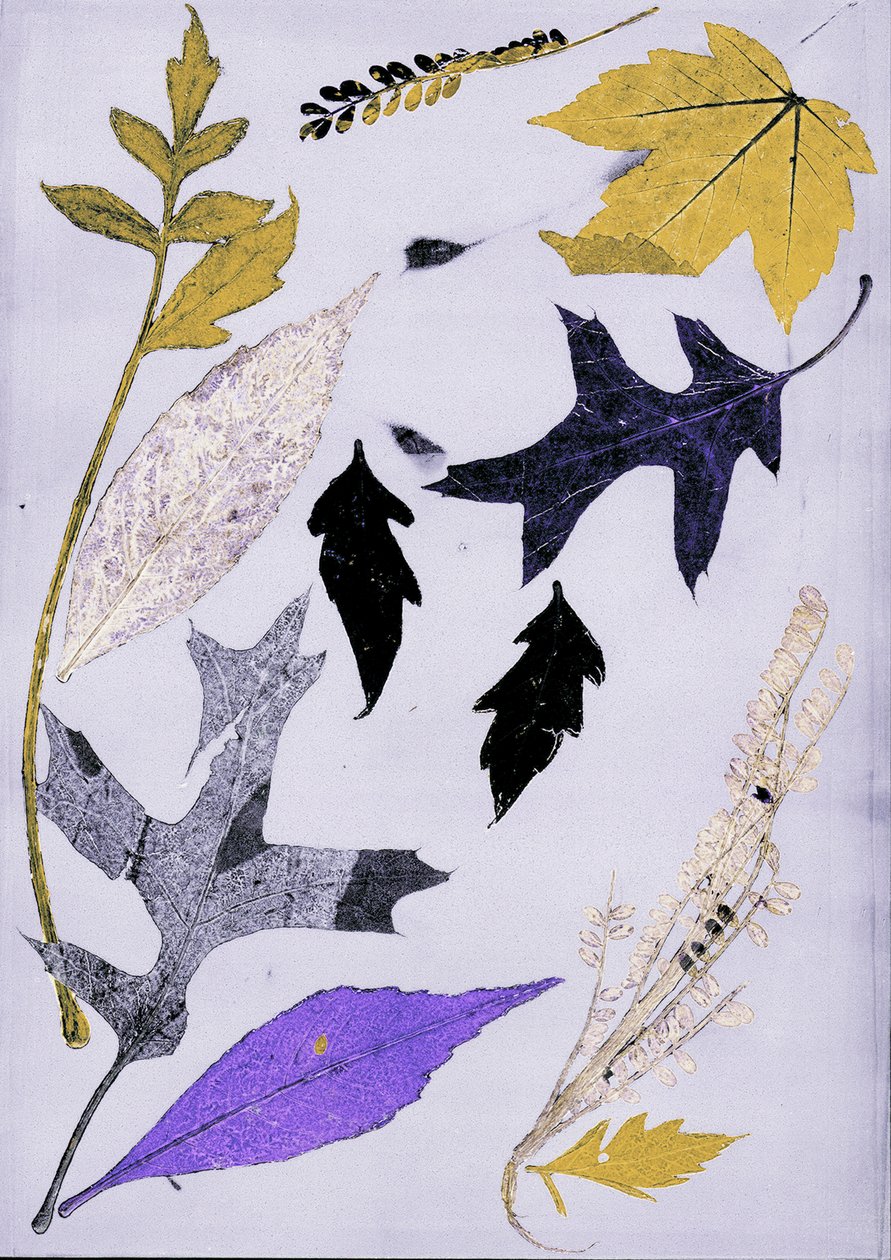 乔尔 X 光，2017 年（数字） 作者 史蒂芬·道