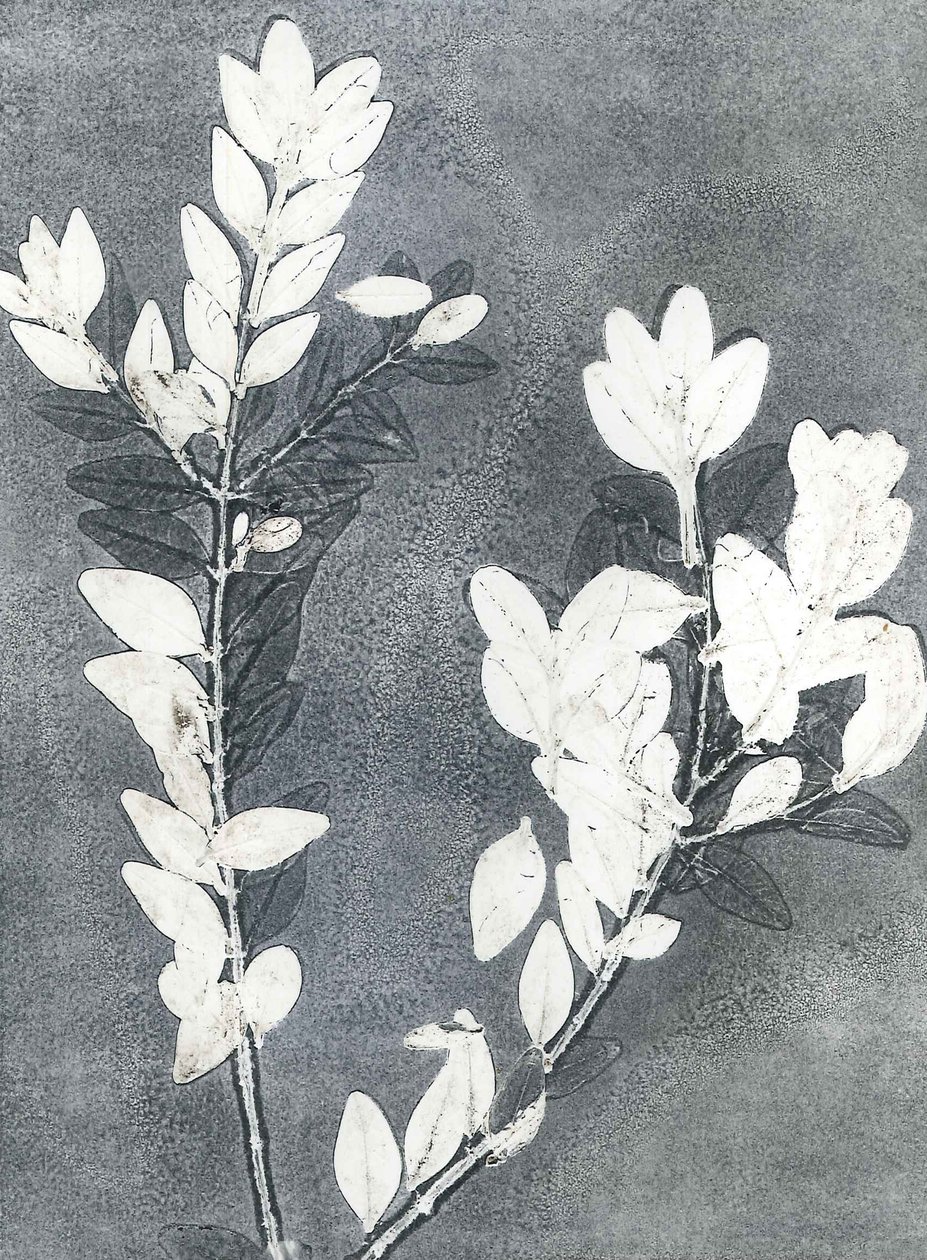 午夜花园 III》，2015 年（纸上单版画） 作者 史蒂芬·道