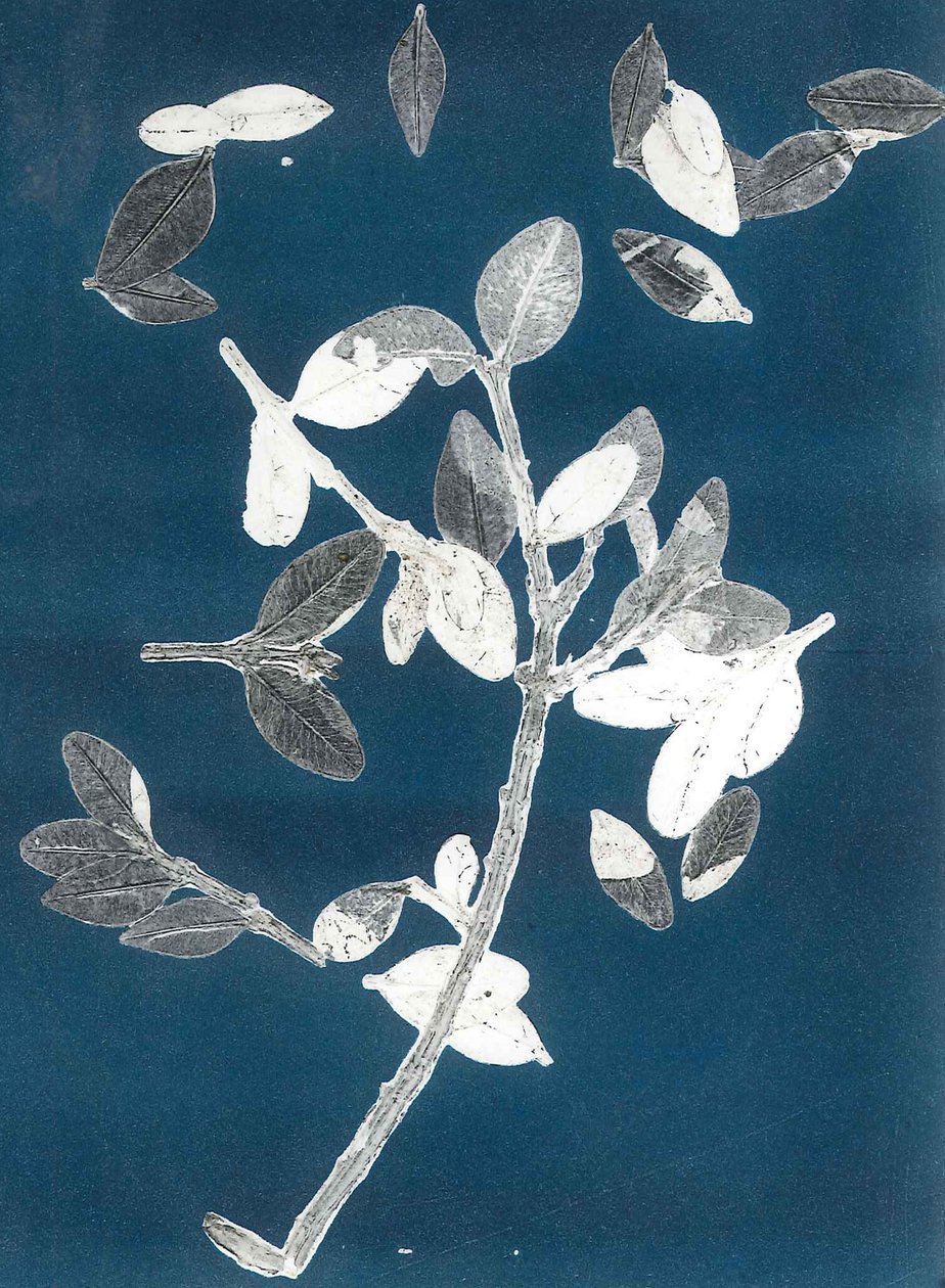 午夜花园 II》，2015 年（纸上单版画） 作者 史蒂芬·道