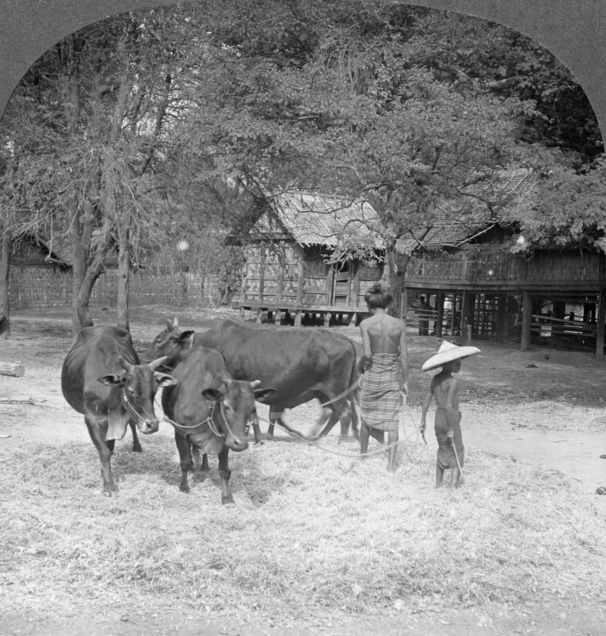 脱粒水稻，缅甸阿马拉普拉，1908年 作者 立体声旅行社