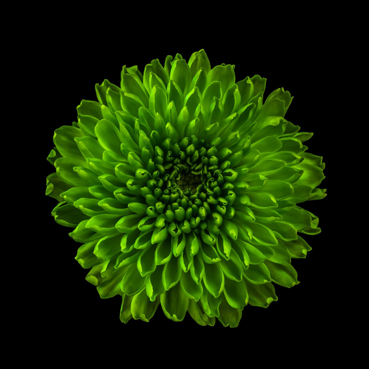 菊花 01 号，2020 年（照片） 作者 史蒂夫·加拉格尔