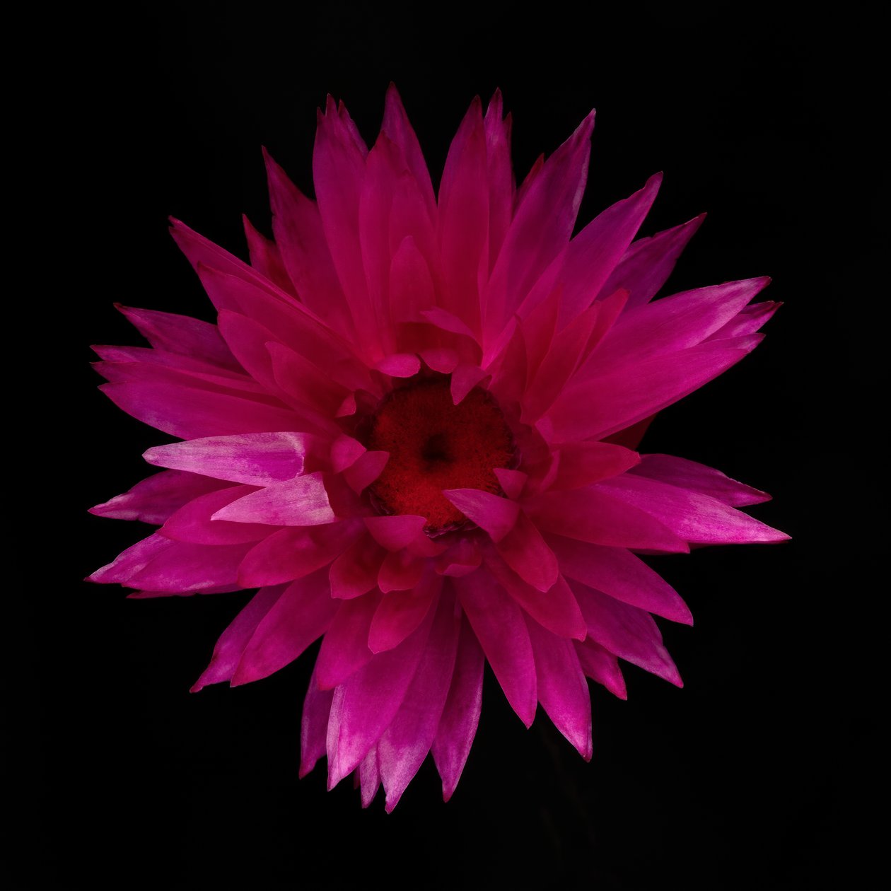 大丽花干花 01 号，2021 年（照片） 作者 史蒂夫·加拉格尔