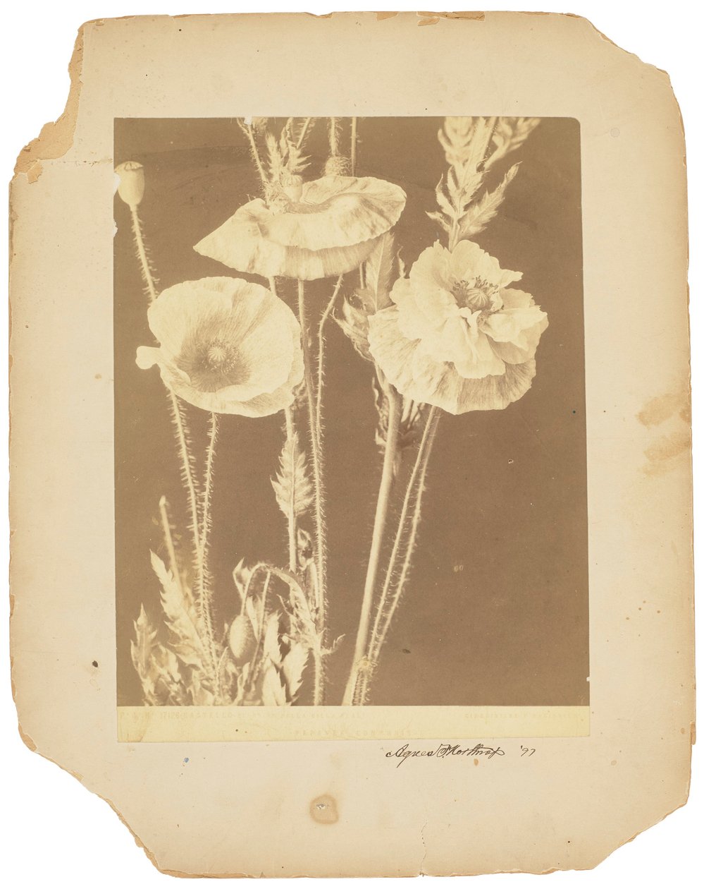 罂粟花，约 1898-1920 年（黑白照片） 作者 蒂法尼影城