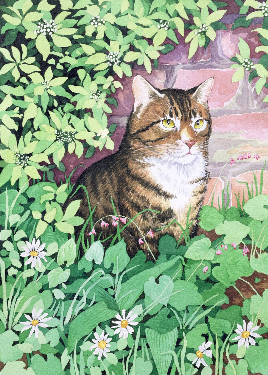 Jackies Cat（花园设计） 作者 苏珊·贝利（Suzanne Bailey）