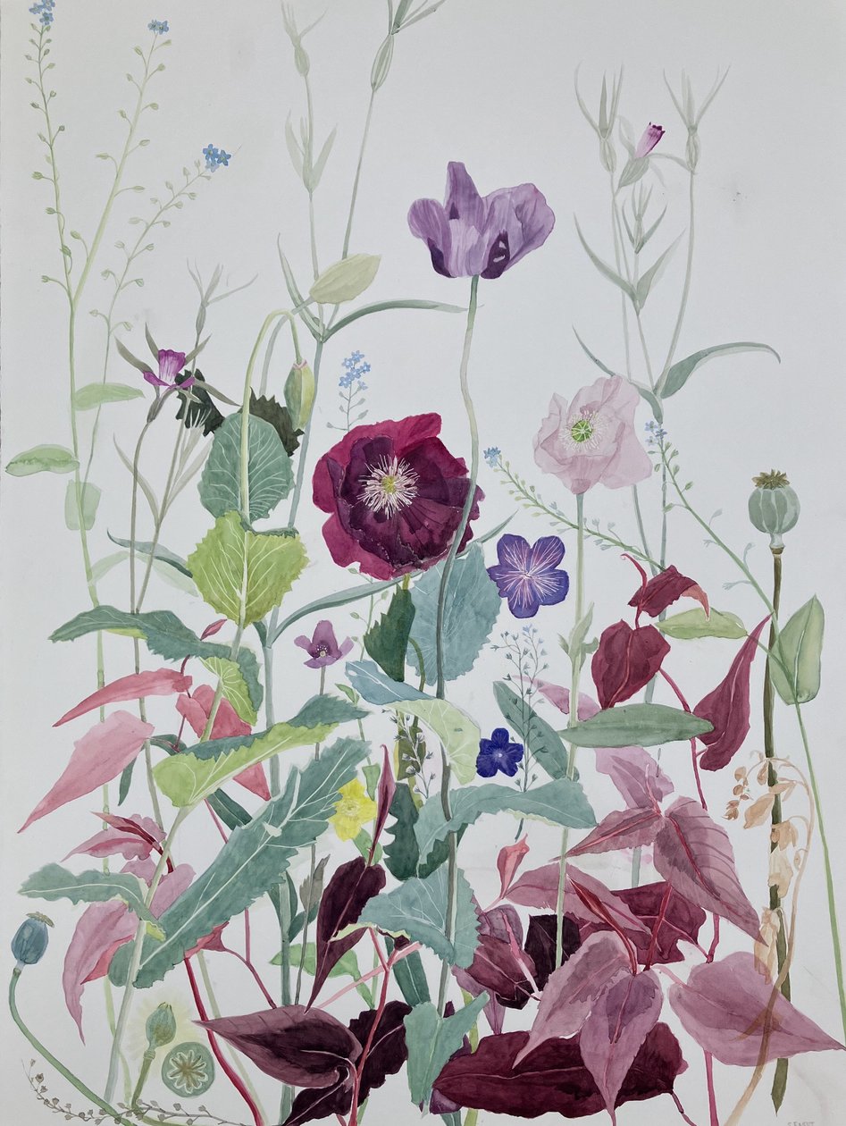 花园之花，2025 年 6 月（纸面水彩画） 作者 
