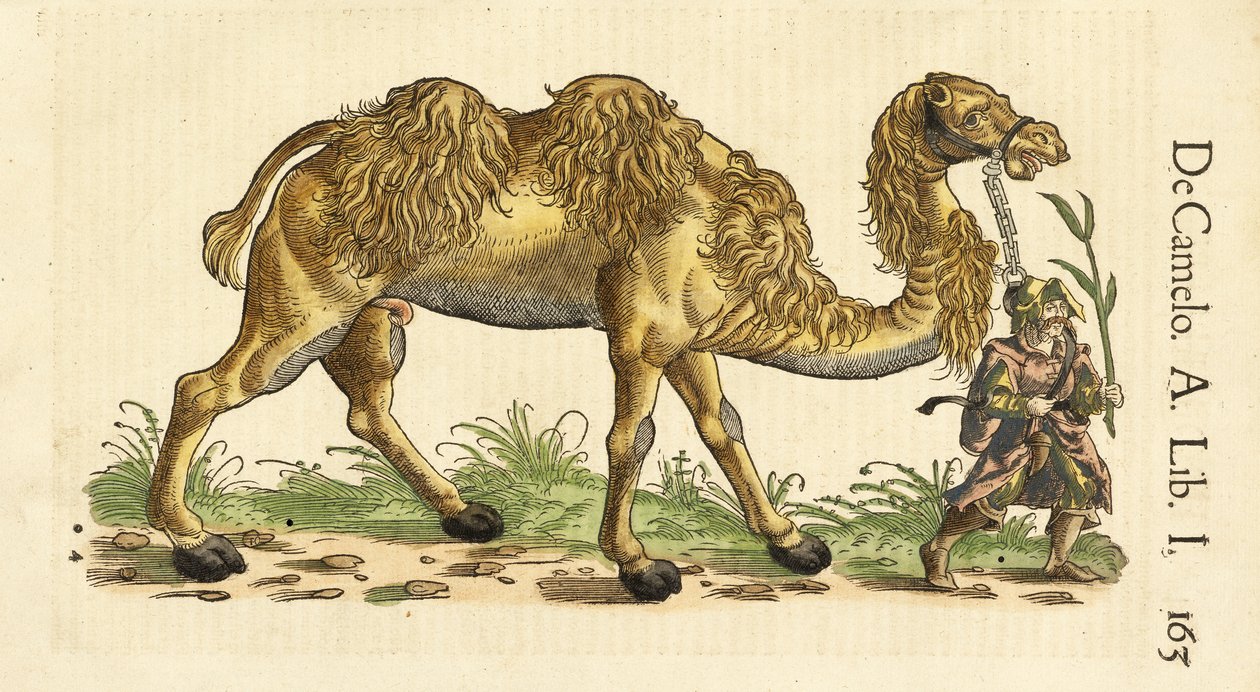 来自Historiae Animalium的Bactrian Camel，作者：Conrad Gessner（1516-1565），c。 1551-58（手工彩色木刻） 作者 瑞士学校