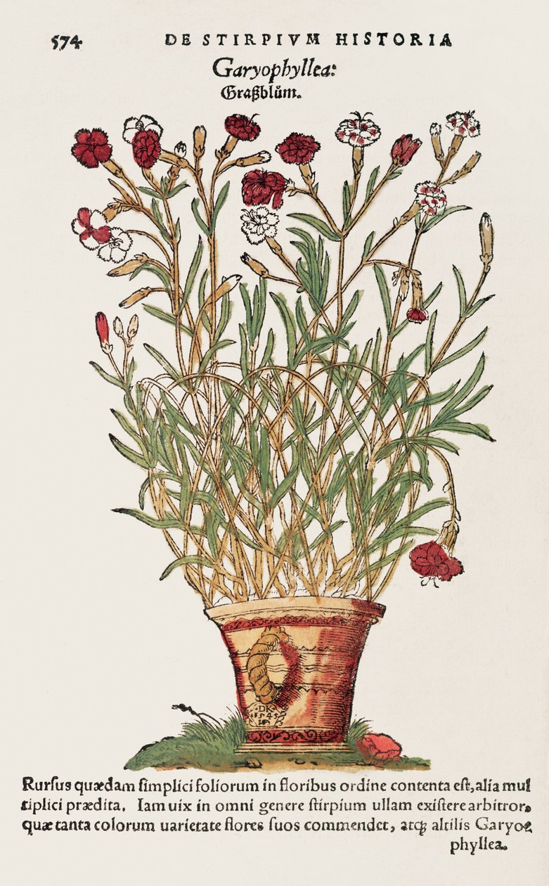 康乃馨，来自De Historia Stirpium，Leonard Fuchs（1501-66）1545 作者 瑞士学校