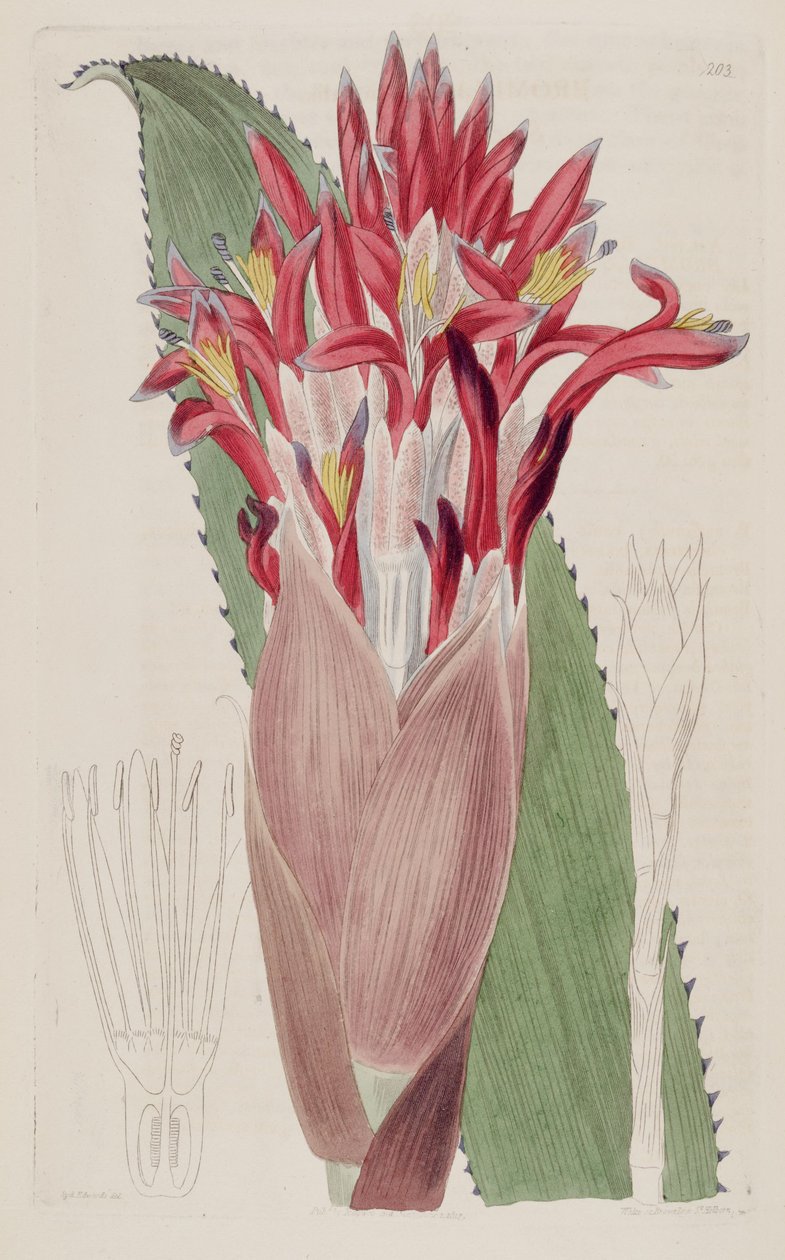 Aechmea nudicaulis（作为syn Bromelia nudicaulis）的插图 作者 西德纳姆·泰斯特·爱德华兹