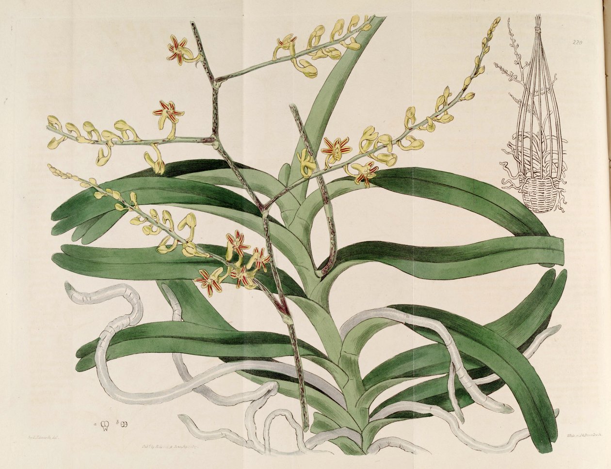 Cleisostoma paniculatum的插图（as as.Aerides paniculata） 作者 西德纳姆·泰斯特·爱德华兹
