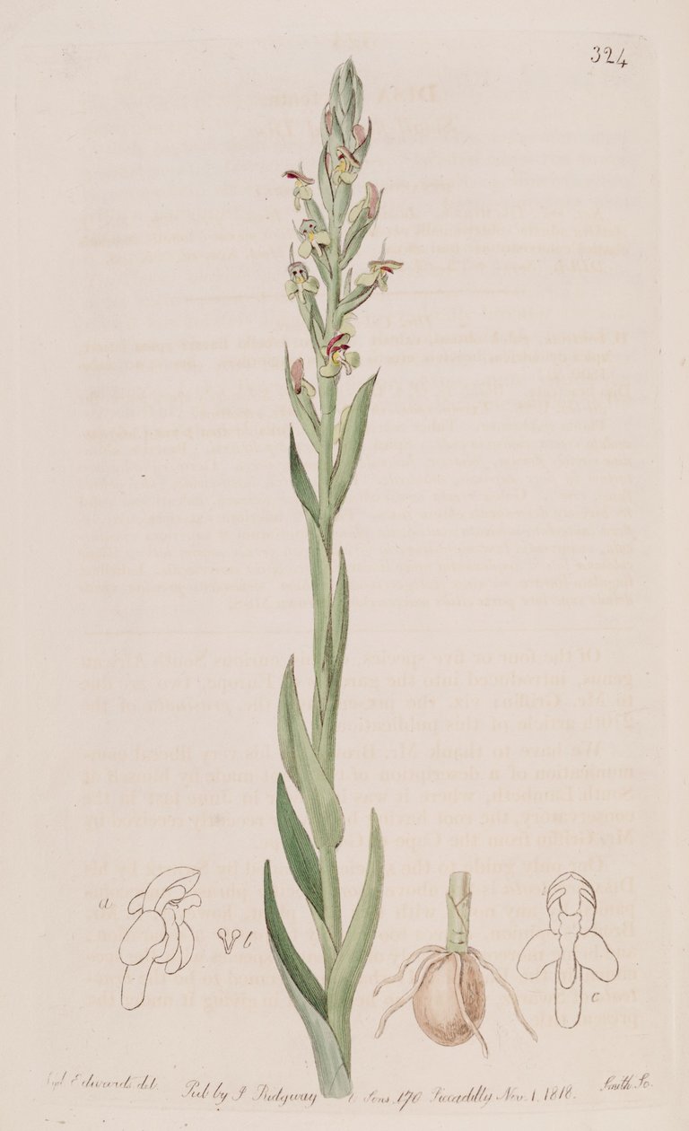 Disa bracteata的例证 作者 西德纳姆·泰斯特·爱德华兹