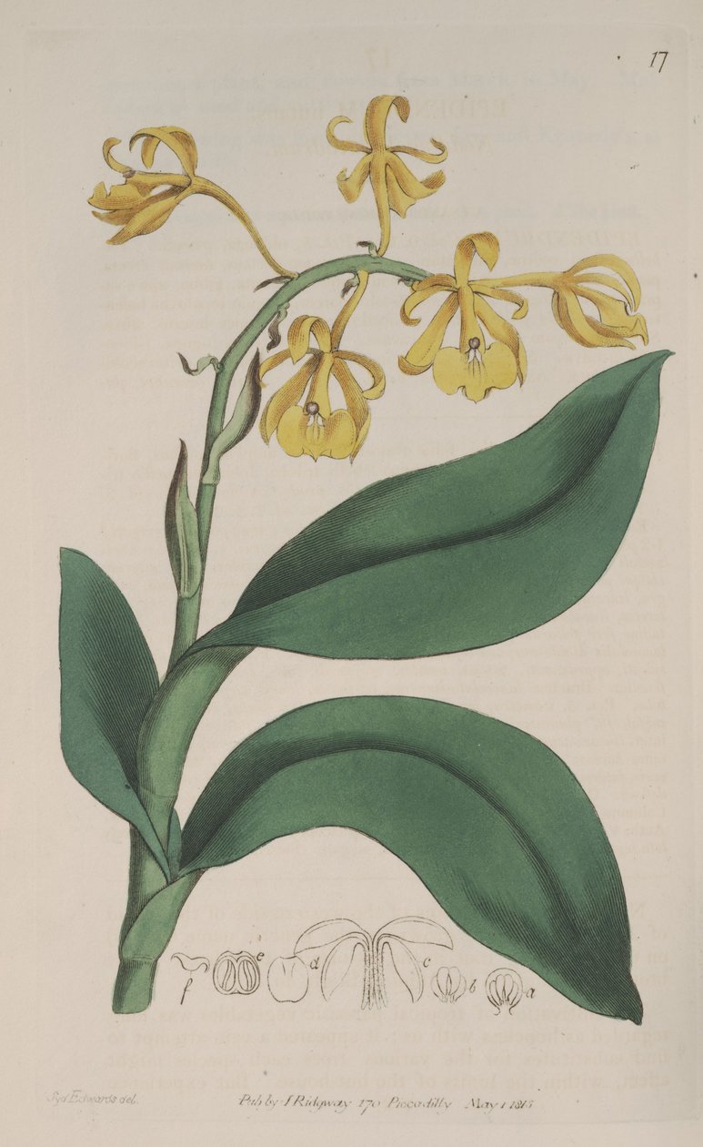 Epidendrum nutans的例证 作者 西德纳姆·泰斯特·爱德华兹