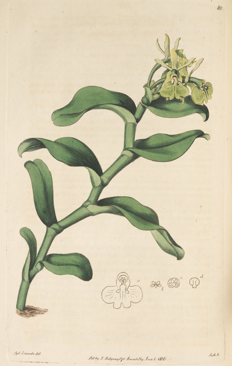 Epidendrum umbelliferum的插图（作为syn.Endidendrum umbellatum） 作者 西德纳姆·泰斯特·爱德华兹