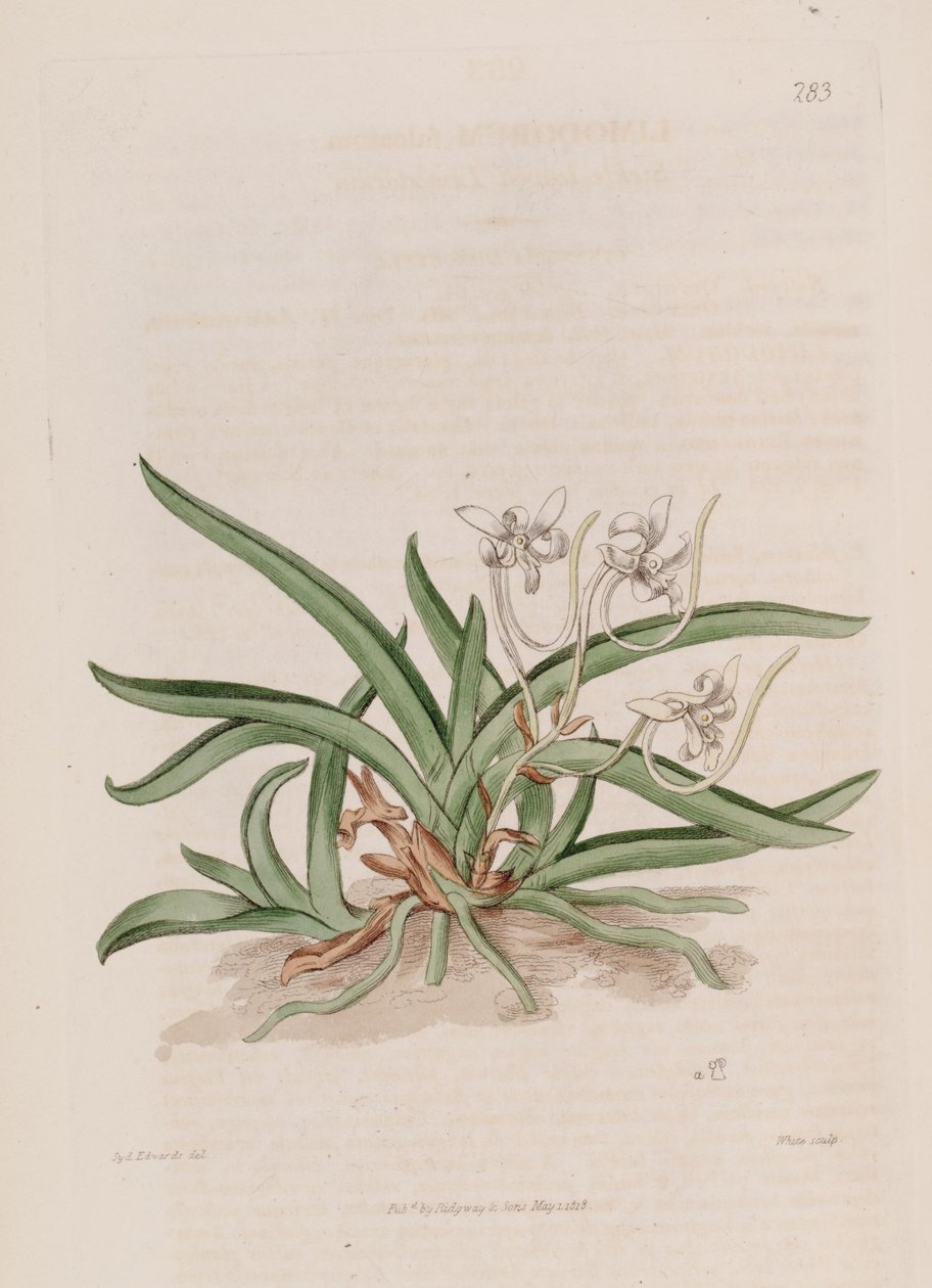 Neofinetia falcata的插图（作为syn.Limodorum falcatum） 作者 西德纳姆·泰斯特·爱德华兹