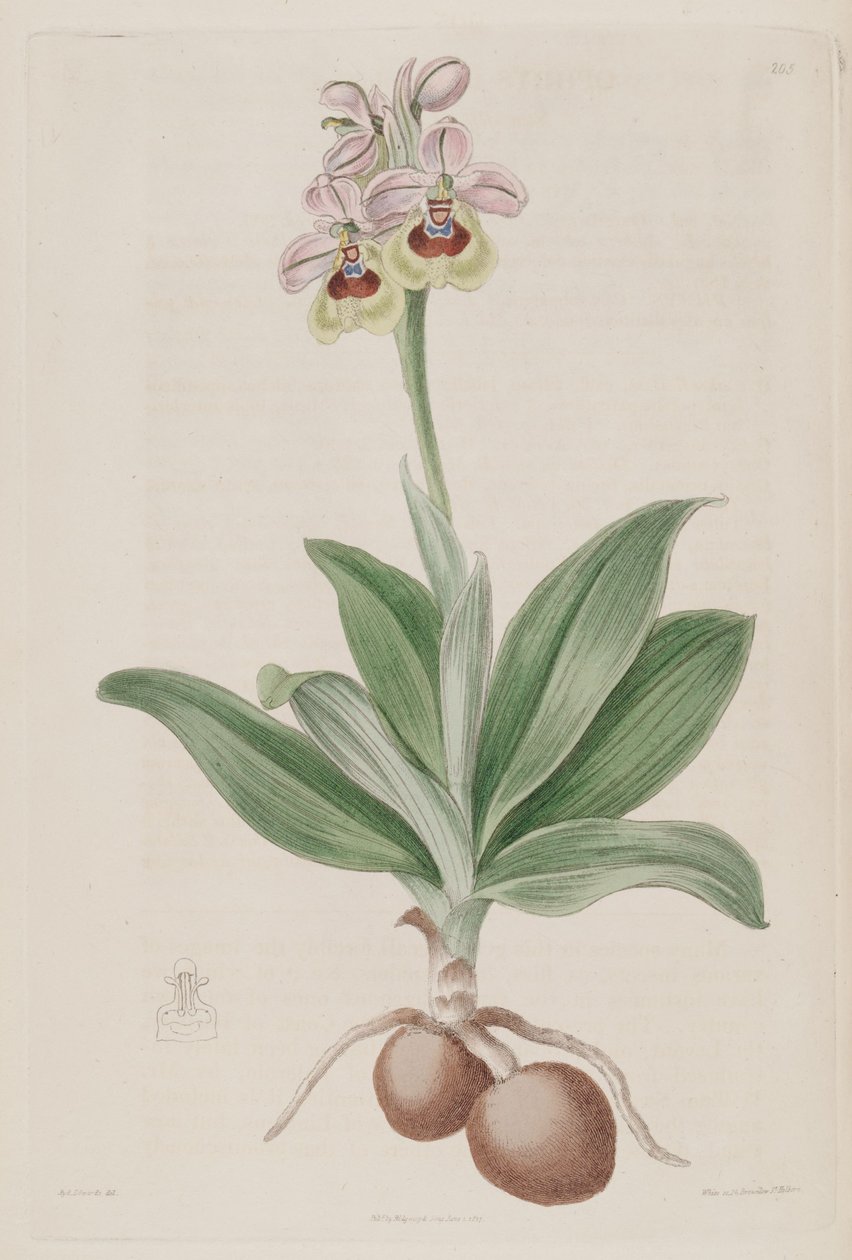 Ophrys tenthredinifera的例证 作者 西德纳姆·泰斯特·爱德华兹