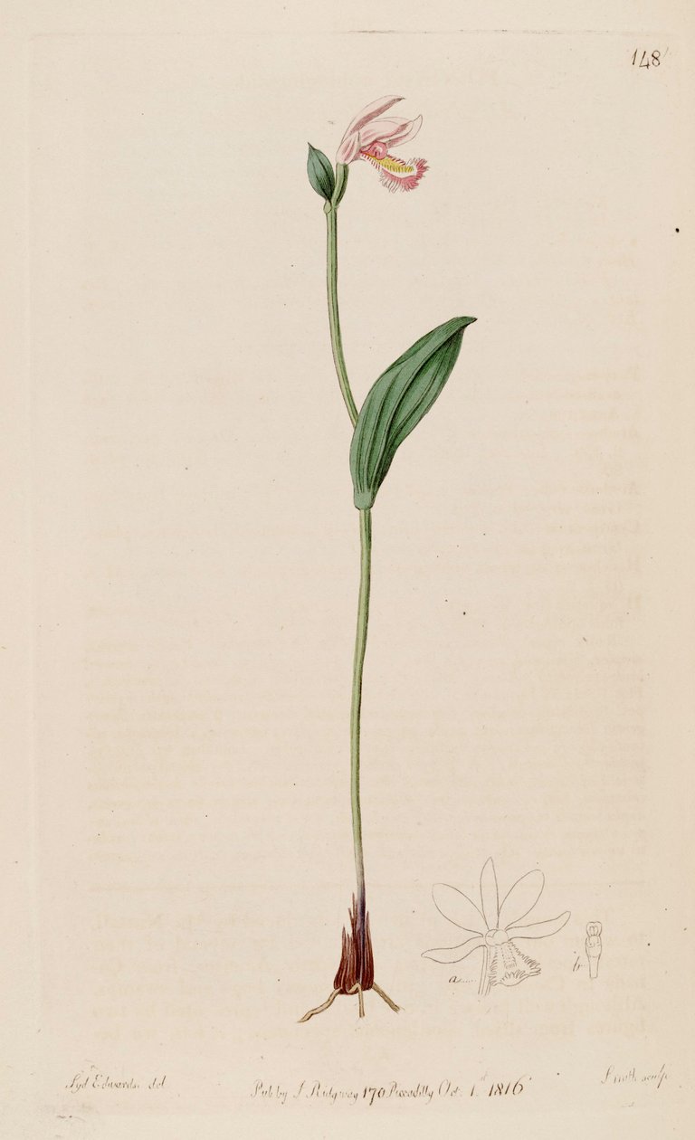 Pogonia ophioglossoides的例证 作者 西德纳姆·泰斯特·爱德华兹