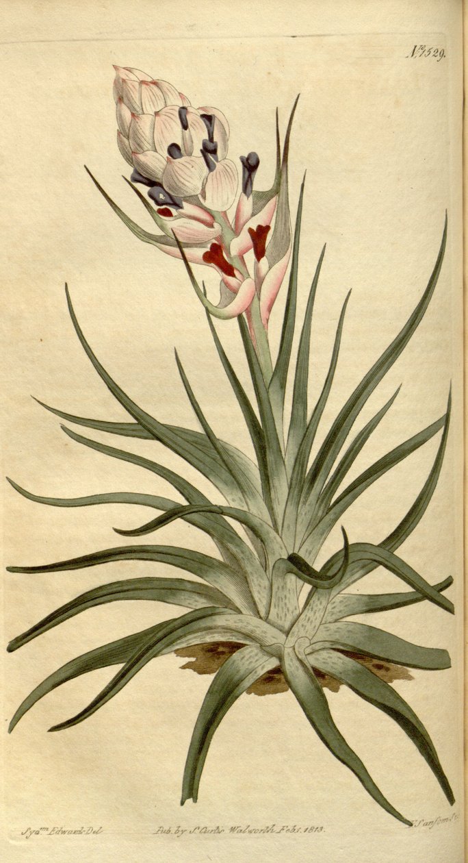 Tillandsia stricta的例证 作者 西德纳姆·泰斯特·爱德华兹