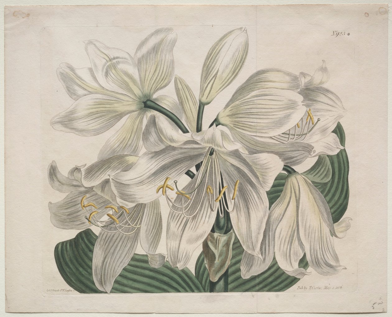 显示的植物杂志或花卉园：白海角-百合海岸，1806年。 作者 西德纳姆·泰斯特·爱德华兹
