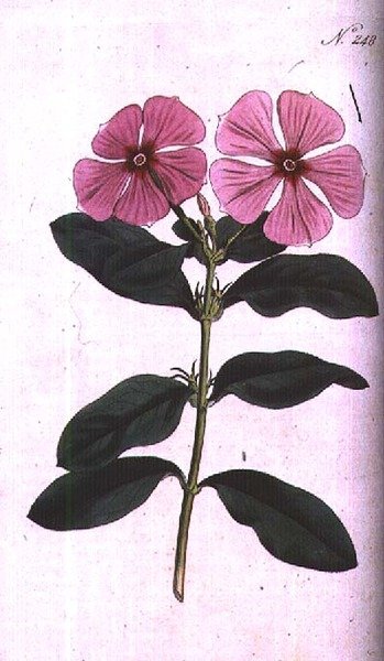长春花（Vinca rosea madagascar），板块248来自William Curtis的《植物学杂志》（或《展示的花圃》），由F. Sansom刻制，出版。1793-94（雕刻）。 作者 西登纳姆（Sydenham）品尝（之后）爱德华兹（Edwards）