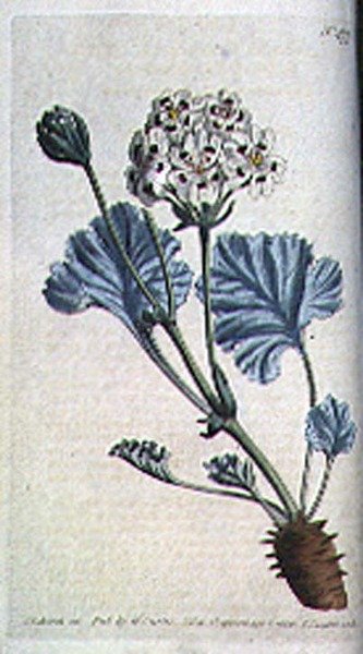 厚柄鹤嘴兰（Pelargonium crassicaule），板块477来自威廉-柯蒂斯的《植物学杂志》（或《花圃展示》），由F.Sansom雕刻，出版。1799年（雕刻）。 作者 西登纳姆（Sydenham）品尝（之后）爱德华兹（Edwards）