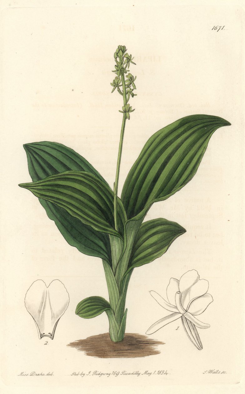 非洲利帕里斯兰花--S.沃茨的《Water forte》，出自莎拉-安妮-德雷克（1803-1857）的插图，来自《植物志》。 作者 西德纳姆·泰斯特·爱德华兹