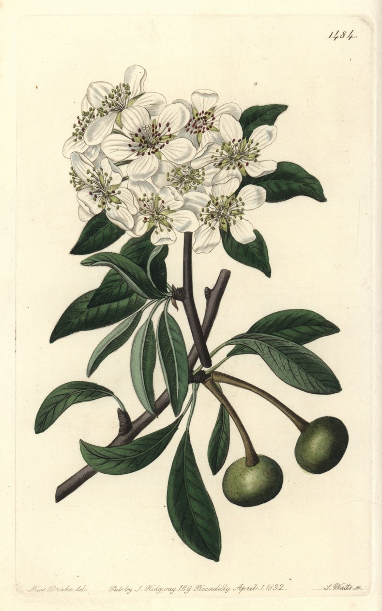 杏叶梨 - 杏叶梨，Pyrus amygdaliformis（雪梨，Pyrus nivalis）。S. Watts根据Sydenham Edwards的《植物志》中Sarah Drake的插图进行的手绘铜版画，伦敦Ridgeway。 作者 西德纳姆·泰斯特·爱德华兹