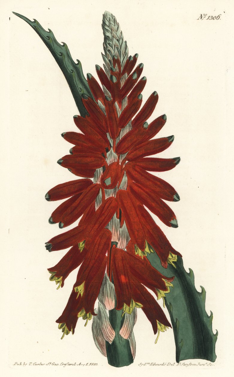 芦荟树--窄叶剑叶芦荟，Aloe arborescens。F. Sansom Jr.根据Sydenham Edwards的插图进行的手绘铜版画，出自William Curtis的植物学杂志，T. Curtis，伦敦 作者 西德纳姆·泰斯特·爱德华兹