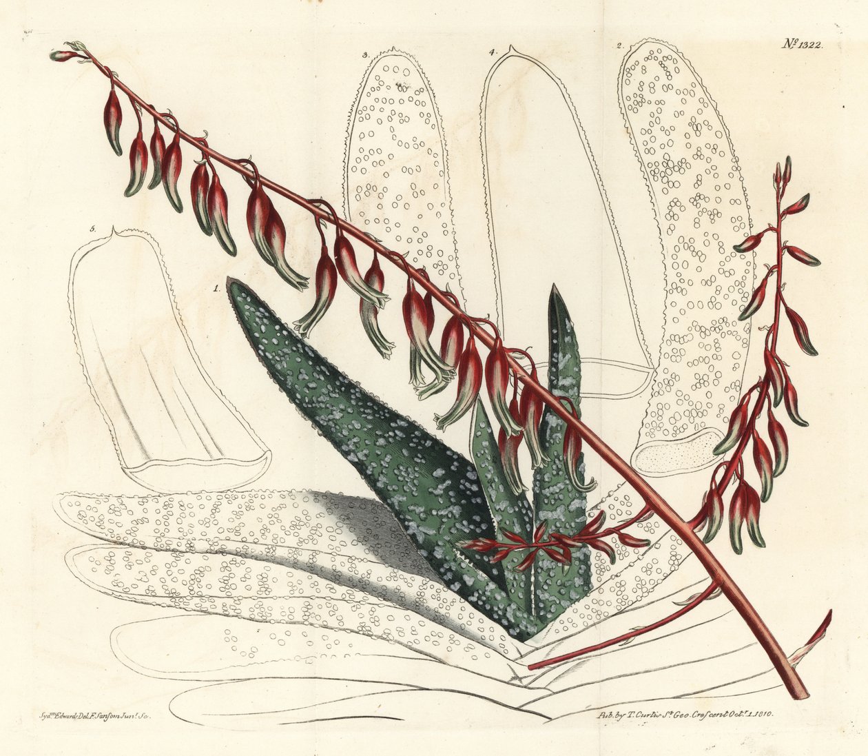 Aloes eventails - 扇形芦荟，Aloe plicatilis（舌形芦荟，Aloe lingua）。F. Sansom Jr.根据Sydenham Edwards的插图进行的手绘铜版画，出自William Curtis的植物学杂志，T. Curtis，伦敦 作者 西德纳姆·泰斯特·爱德华兹
