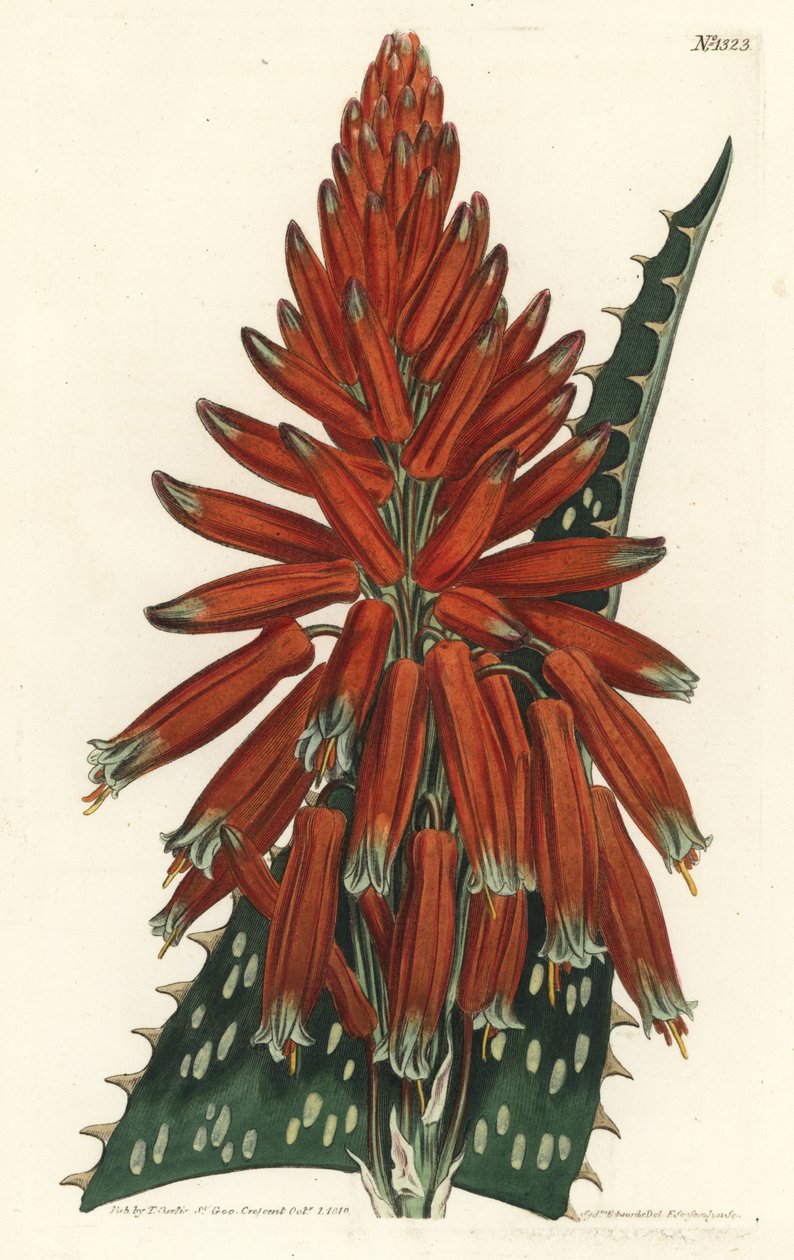 Aloes macule - 肥皂或斑马芦荟，Aloe maculata（斑叶芦荟，Aloe picta）。F. Sansom Jr.根据Sydenham Edwards的插图进行的手绘铜版画，出自William Curtis的植物学杂志，T. Curtis，伦敦 作者 西德纳姆·泰斯特·爱德华兹