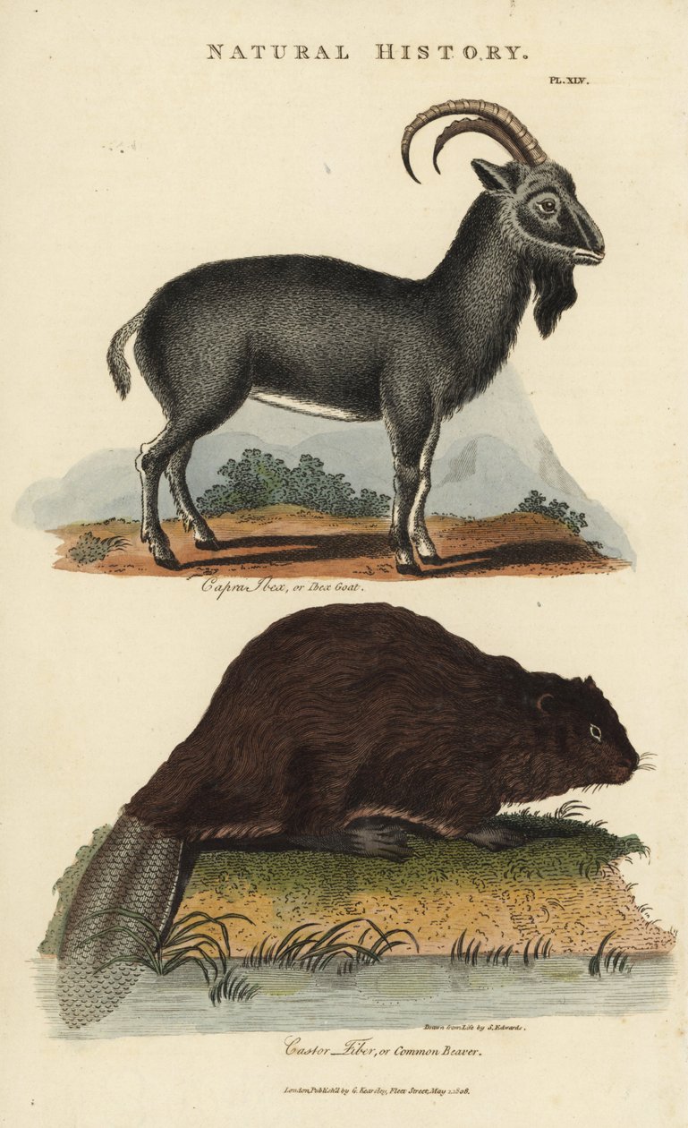 阿尔卑斯山羊和欧洲海狸或普通海狸 - 阿尔卑斯山羊，Capra ibex，和普通欧亚海狸，Castor fiber。手绘铜版画，取自约翰-梅森-古德的《新百科全书》（Pantologia），G. Kearsley，伦敦 作者 西德纳姆·泰斯特·爱德华兹