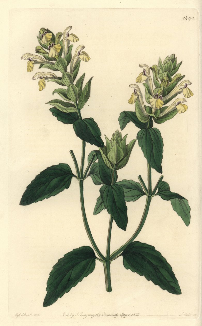 阿尔卑斯山黄芩--阿尔卑斯山黄芩，（阿尔卑斯山黄芩，啤酒花品种，Scutellaria alpina var. lupulina）。S. Watts根据Sydenham Edwards《植物学》中Sarah Drake小姐的插图进行的手绘铜版画。 作者 西德纳姆·泰斯特·爱德华兹