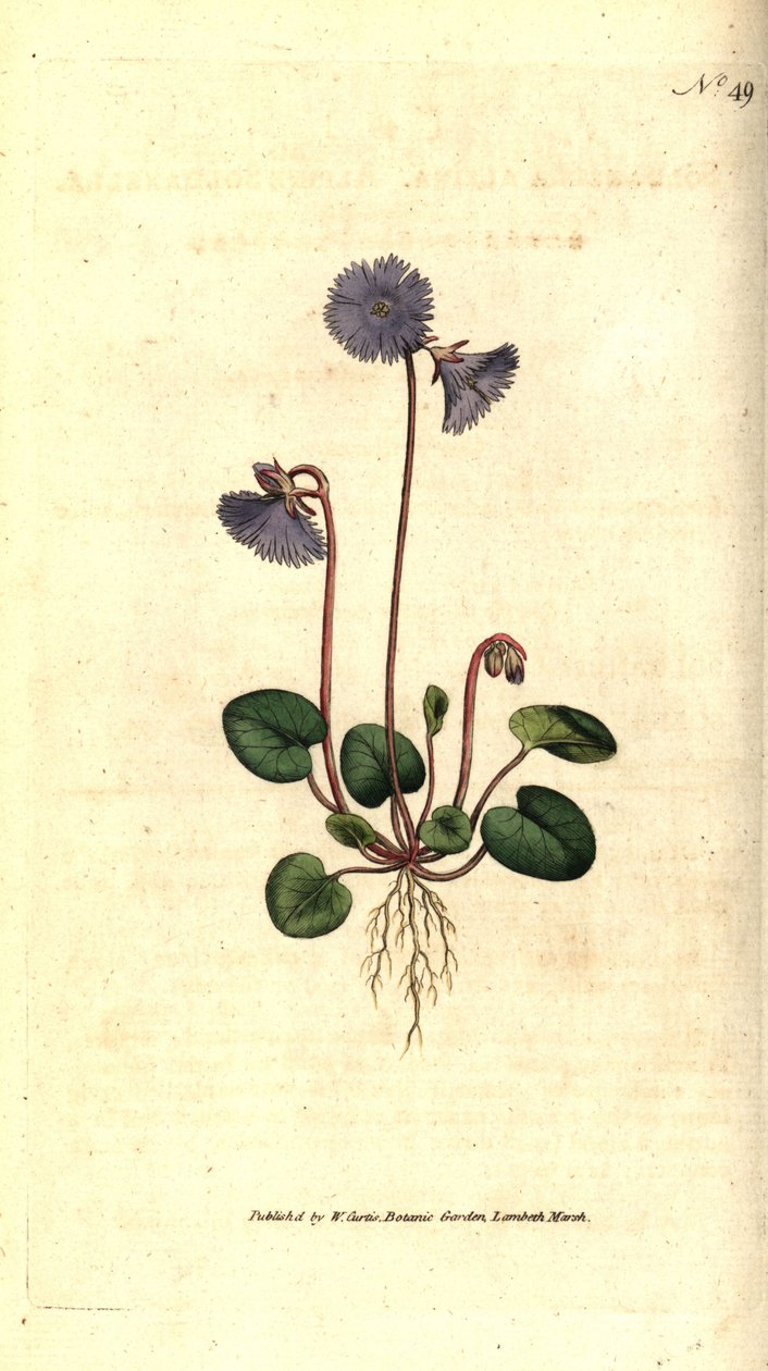 Alpine soldanella - Alpine soldanella, Soldanella alpina.根据詹姆斯-索尔比的植物学插图进行的手绘铜版画，出自威廉-柯蒂斯的《植物学杂志》，伦敦兰贝斯沼泽。 作者 西德纳姆·泰斯特·爱德华兹