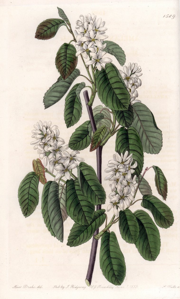 Amelachier with alder 叶子或花 aronie - S.Watts 雕刻的盘子，来自 Sarah Anne Drake (1803-1857) 的插图，来自英国 Sydenham Edwards (1768-1819) 的植物名录 作者 西德纳姆·泰斯特·爱德华兹