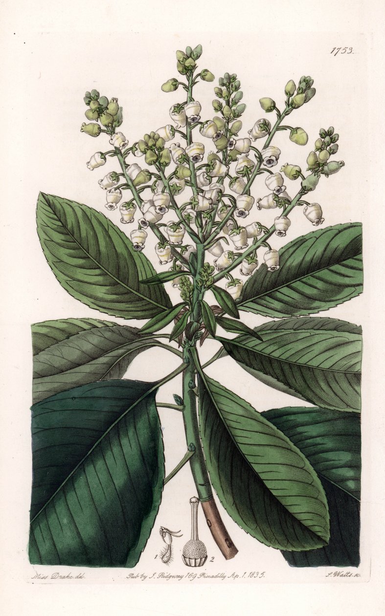 美国熊果树--由S.Watts雕刻，出自Sarah Anne Drake（1803-1857）的插图，出自英国Sydenham Edwards（1768-1819）的《植物学登记》。 作者 西德纳姆·泰斯特·爱德华兹