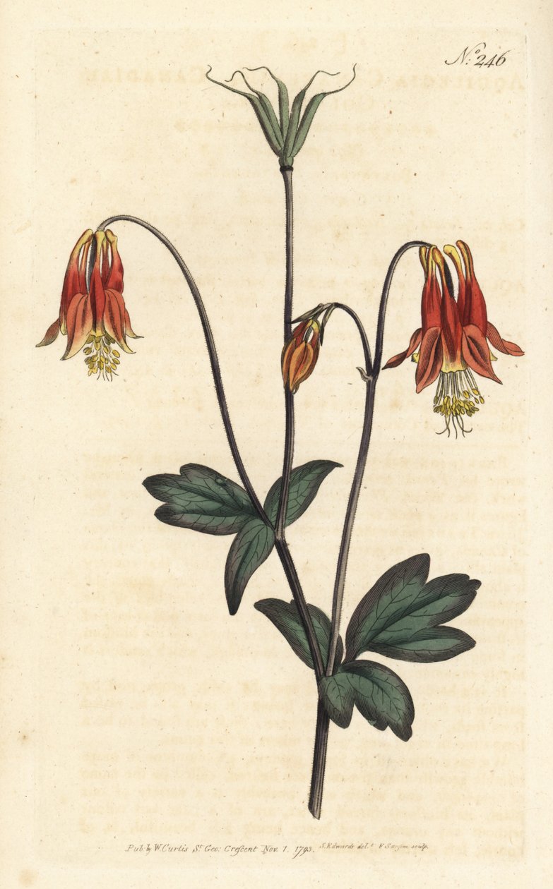 Ancolia du Canada - 加拿大耧豚草。Aquilegia canadensis。Sansom根据Sydenham Edwards的插图进行的手绘铜版画，伦敦William Curtis的植物学杂志。 作者 西德纳姆·泰斯特·爱德华兹