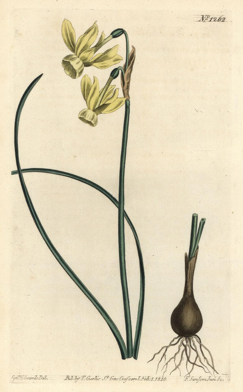 天使之泪水仙--天使之泪，Narcissus triandrus（黄色反折花水仙，Narcissus triandrus v. luteus）--小F.Sansom根据Sydenham Edwards的插图进行的手绘铜版画，出自William Curtis的Botanical Ma. 作者 西德纳姆·泰斯特·爱德华兹