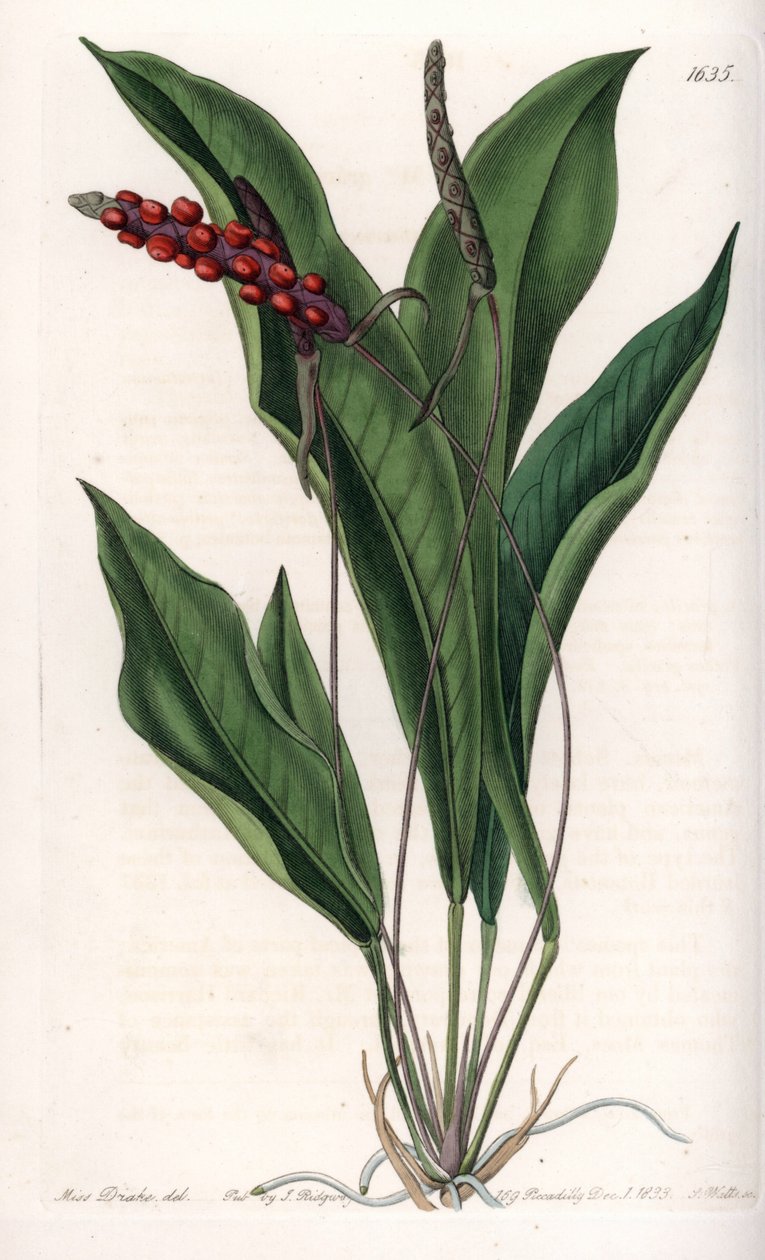 Anthurium gracile - S.Watts的刻板，来自Sarah Anne Drake（1803-1857）的插图，出自英国Sydenham Edwards（1768-1819）的植物学登记册。 作者 西德纳姆·泰斯特·爱德华兹