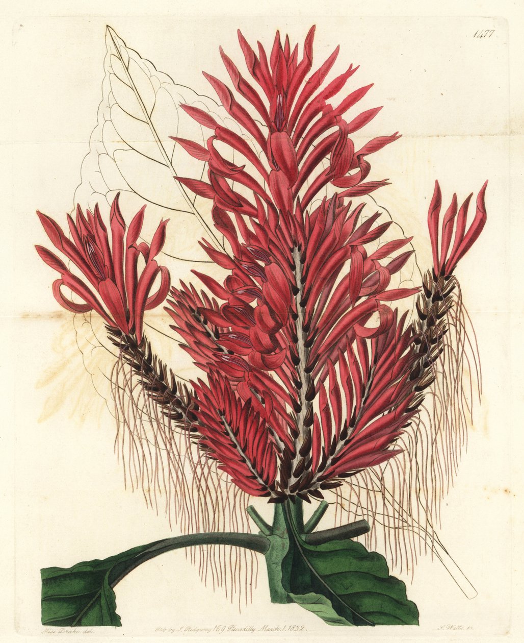 Aphelandra arborea (Crested aphelandra, Aphelandra cristata)。S. Watts根据Sydenham Edwards的《植物志》中Sarah Drake的插图进行的手绘铜版画，Ridgeway，伦敦 作者 西德纳姆·泰斯特·爱德华兹