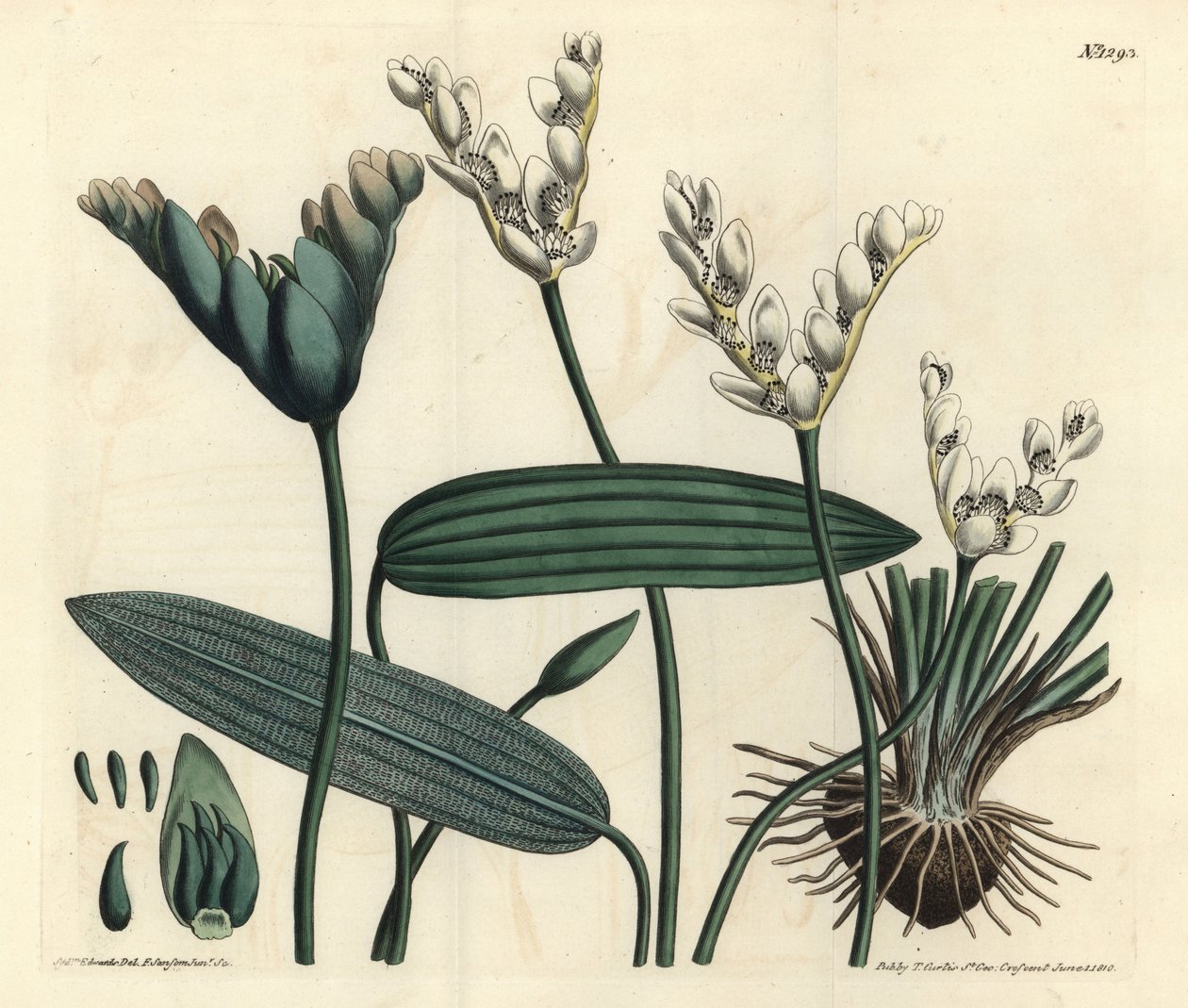 Aponogeton fragrant - Cap-pondweed, Aponogeton distachyos (叉子花ponogeton, Aponogeton distachyon)。F. Sansom Jr.根据Sydenham Edwards的插图进行的手绘铜版画，出自William Curtis的植物学杂志，T. Curtis。 作者 西德纳姆·泰斯特·爱德华兹