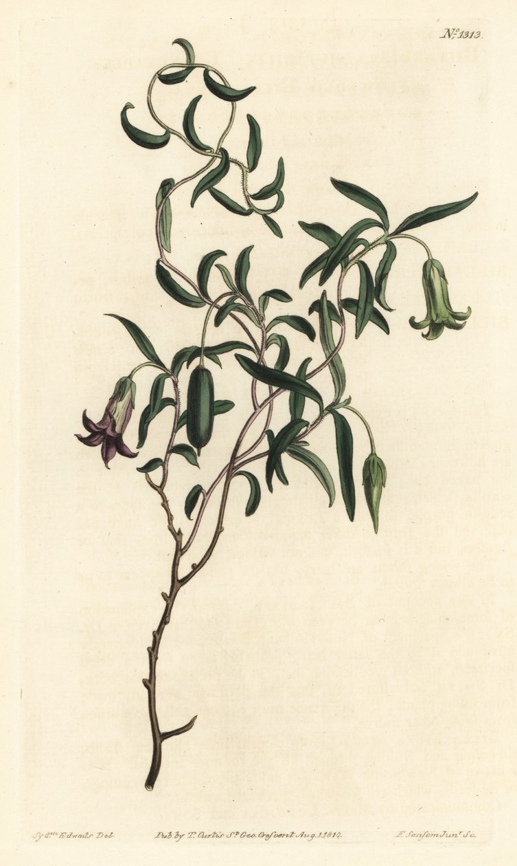 苹果浆果或多变的花比拉迪拉 (Billardiera mutabilis) - 由 F. Sansom Jr. 手工彩色铜版雕刻，由来自伦敦 T. Curtis 威廉柯蒂斯植物学杂志的 Sydenham Edwards 绘制 作者 西德纳姆·泰斯特·爱德华兹