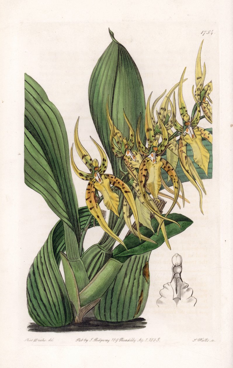 Araignee兰花--由S.Watts雕刻的图版，来自Sarah Anne Drake（1803-1857）的插图，出自英国Sydenham Edwards（1768-1819）的植物学登记册。 作者 西德纳姆·泰斯特·爱德华兹