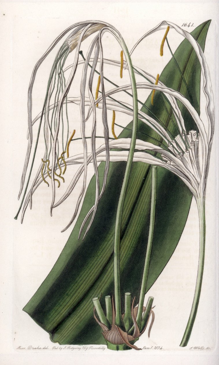 Araignee百合或海水仙或海百合--S.Watts雕刻的图版，来自Sarah Anne Drake（1803-1857）的插图，出自英国Sydenham Edwards（1768-1819）的植物学登记册 作者 西德纳姆·泰斯特·爱德华兹