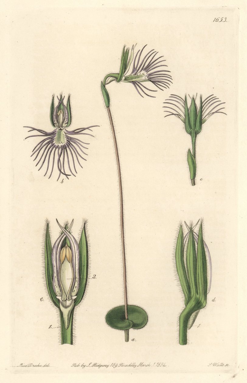 Araignee兰花，原产于南非--S. Watts根据Sarah Anne Drake（1803-1857）的插图创作的强水，来自《植物志》。 作者 西德纳姆·泰斯特·爱德华兹