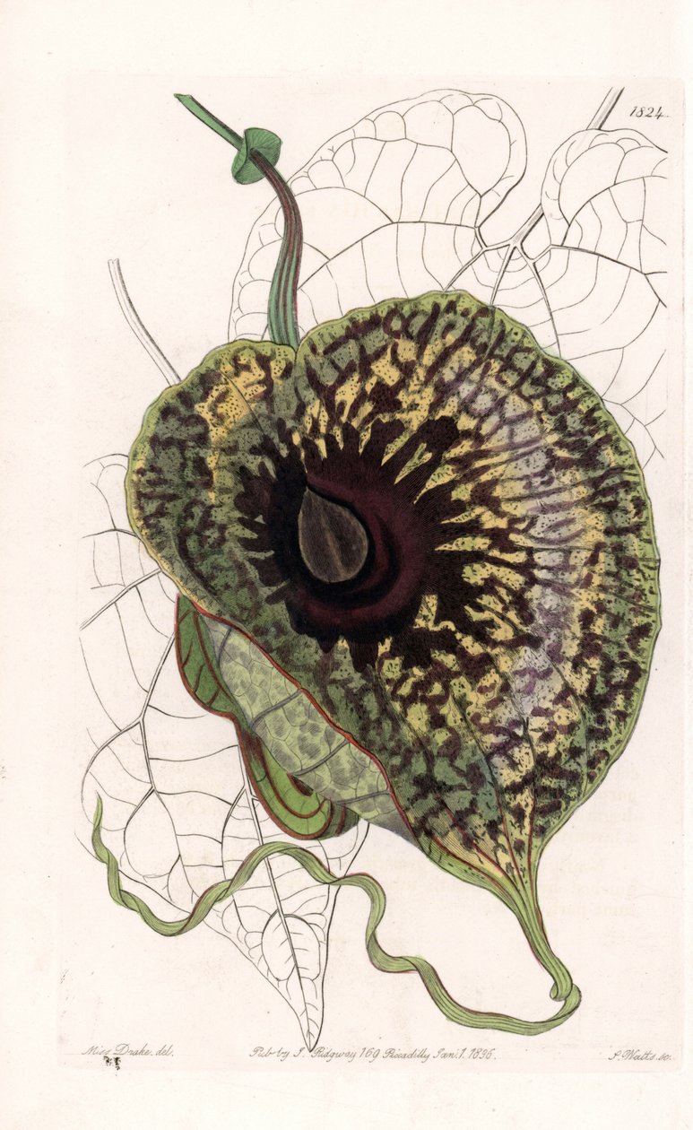 Aristoloche Variete - S.Watts雕刻的图版，出自Sarah Anne Drake（1803-1857）的插图，出自英国Sydenham Edwards（1768-1819）的植物学登记册。 作者 西德纳姆·泰斯特·爱德华兹