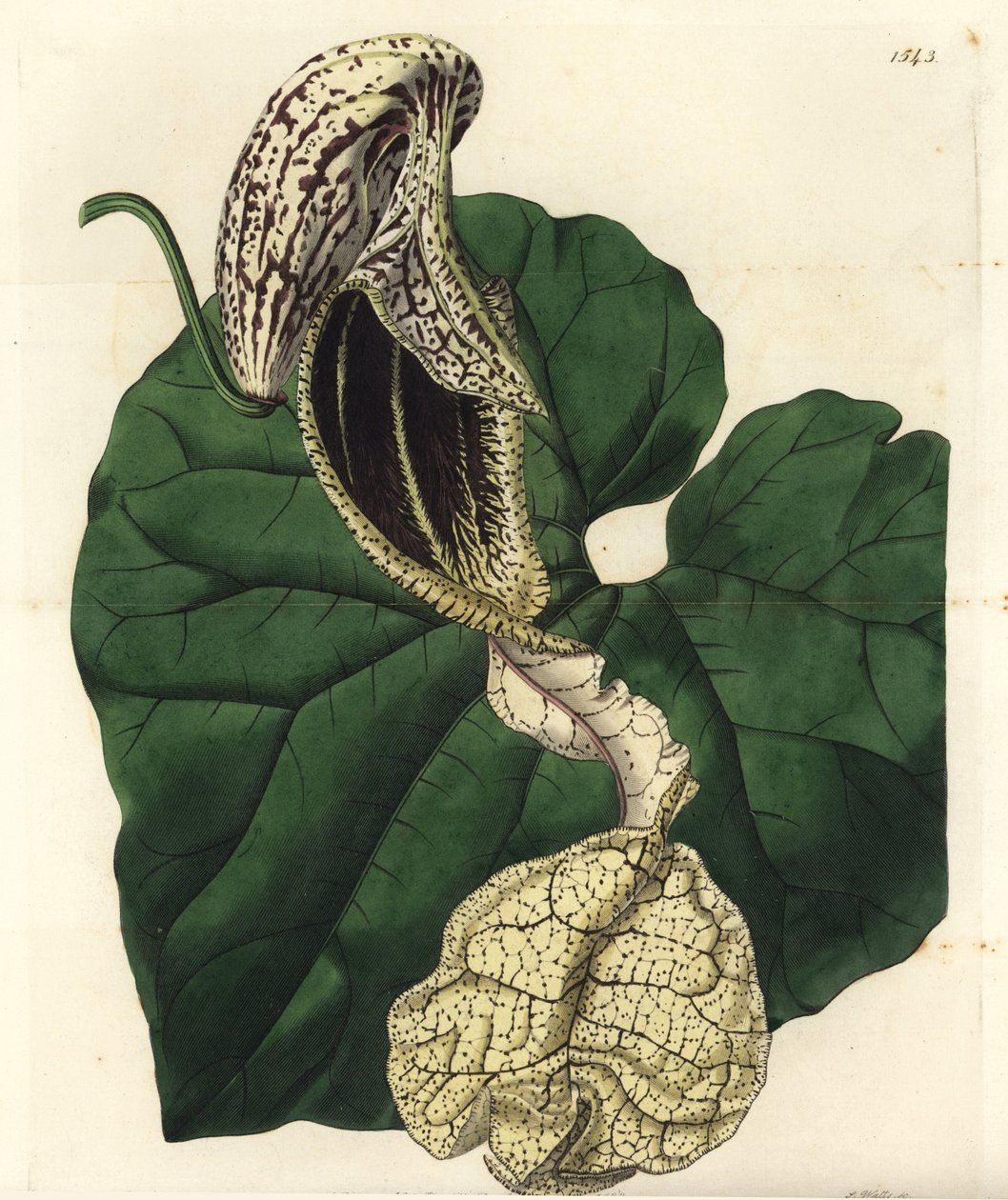 Aristoloche variete - 船花紫草，Aristolochia cymbifera。 S. Watts 手绘铜版画，由来自伦敦里奇韦 Sydenham Edwards
