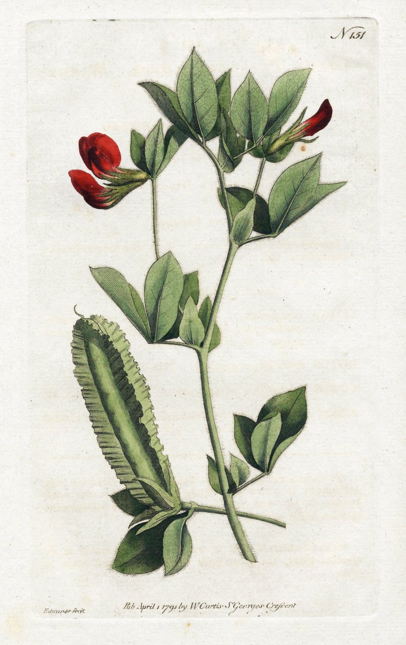 芦笋豆--Sydenham Edwards（1768-1819）平版印刷，版式来自William Curtis的植物杂志（1746-1799）。 作者 西德纳姆·泰斯特·爱德华兹