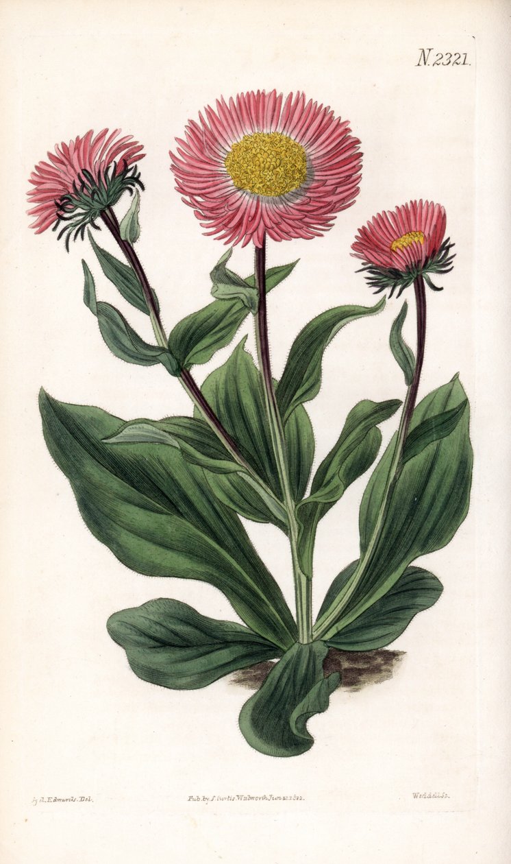 Aster Variete - 细线星草，Aster alwartensis，原产于高加索地区。韦德尔根据塞登纳姆-爱德华兹的插图进行的手绘铜版画，出自塞缪尔-柯蒂斯的 "植物学杂志"，伦敦 作者 西德纳姆·泰斯特·爱德华兹