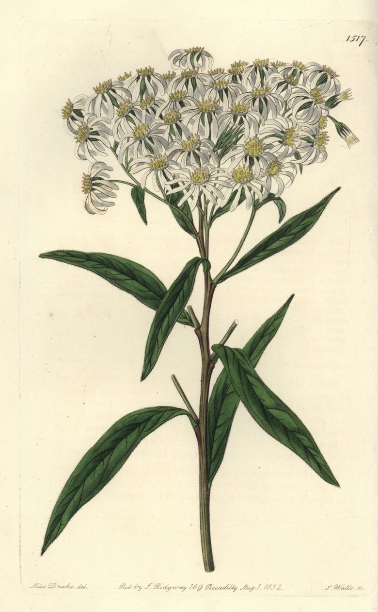 Aster a umbellata--平顶菊，Doellingeria umbellata（杏叶菊，Aster amygdalinus）。S. Watts根据莎拉-德雷克小姐的插图进行的手绘铜版画，出自伦敦Ridgeway的Sydenham Edwards《植物志》。 作者 西德纳姆·泰斯特·爱德华兹