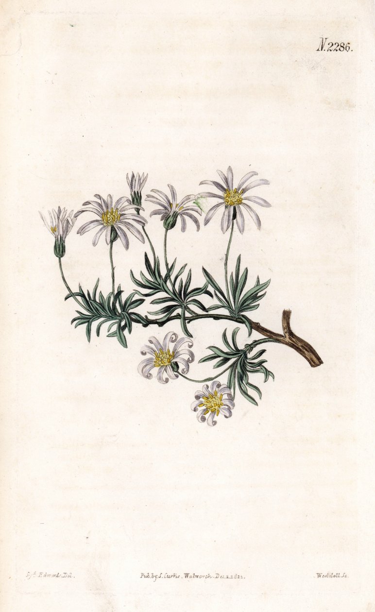 Aster acre - 灌木紫菀，Felicia fruticosa (Shrubby starwort, Aster fruticulosus)。韦德尔根据塞登纳姆-爱德华兹的插图进行的手绘铜版画，出自塞缪尔-柯蒂斯的 "植物学杂志"，伦敦 作者 西德纳姆·泰斯特·爱德华兹