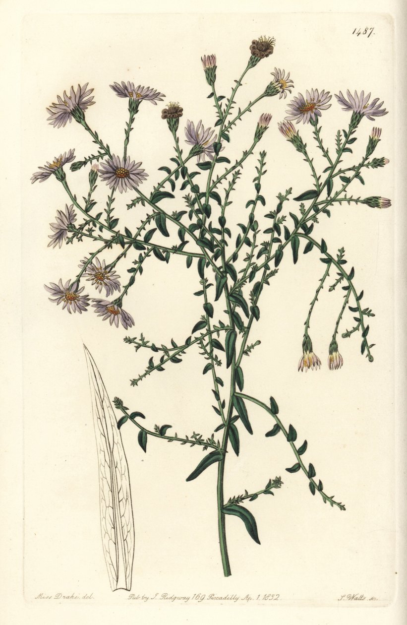 Aster variete - New York aster, Symphyotrichum dumosum（Coris-leaved starwort, Aster coridifolius）。S. Watts根据Sydenham Edwards的《植物志》中Sarah Drake的插图进行的手绘铜版画，伦敦Ridgeway。 作者 西德纳姆·泰斯特·爱德华兹